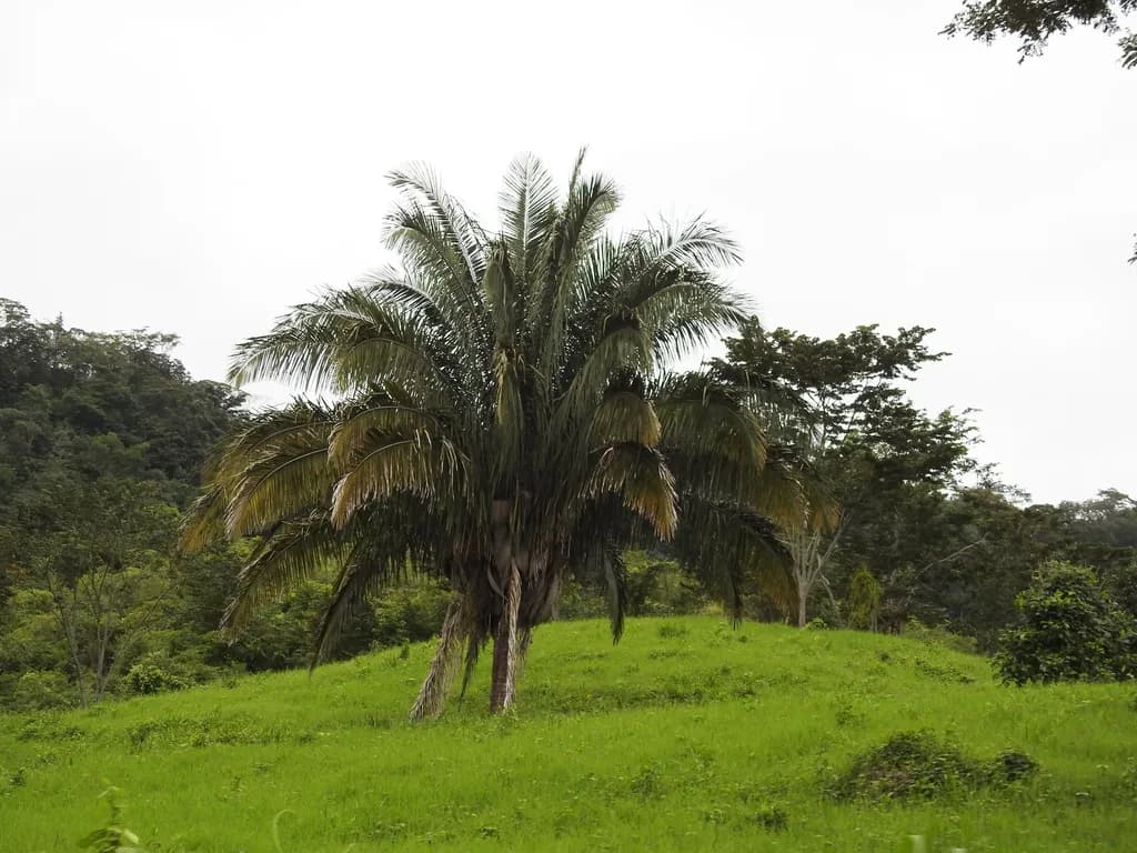 Botanical specimen of Attalea Bassleriana.