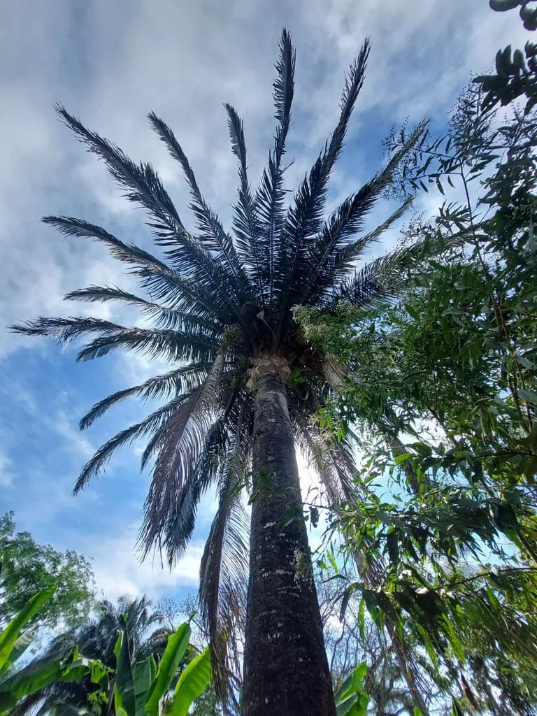 Botanical specimen of Attalea Bassleriana.
