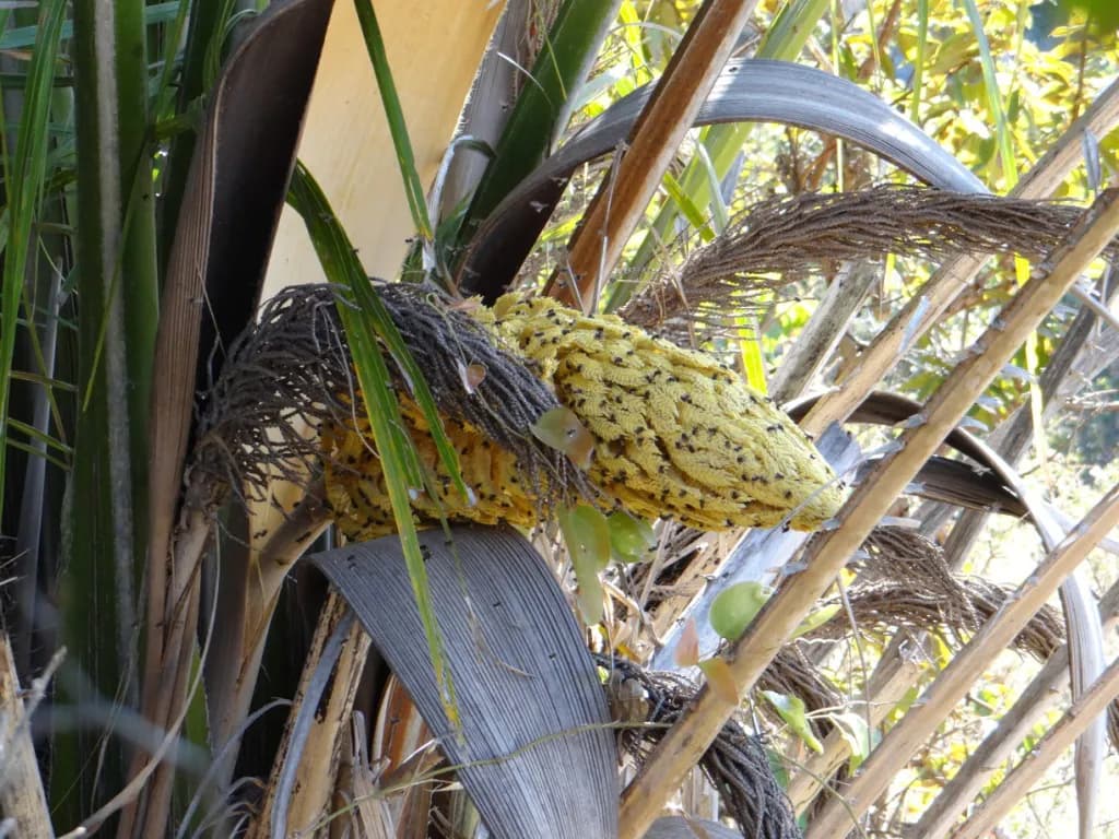 Botanical specimen of Attalea Brasiliensis.