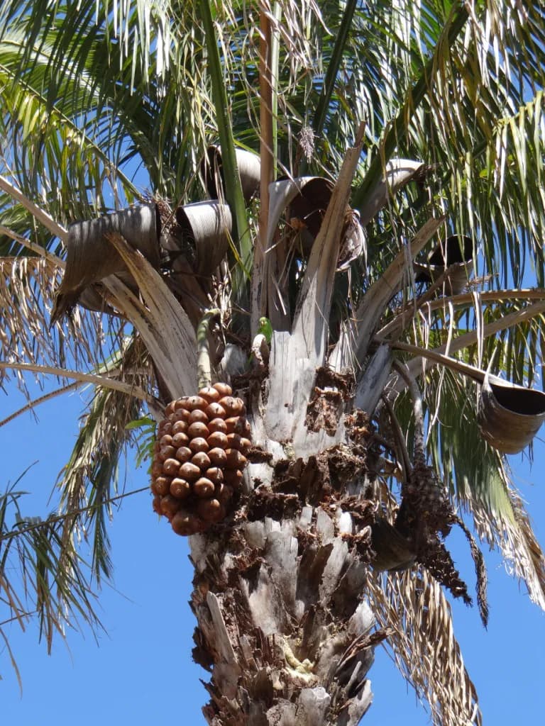 Botanical specimen of Attalea Brasiliensis.