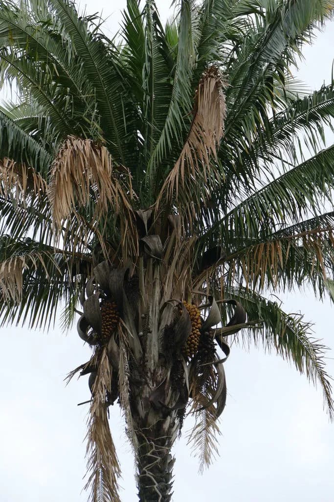 Botanical specimen of Attalea Brejinhoensis.