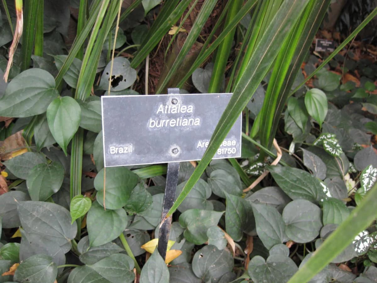 Botanical specimen of Attalea Burretiana.