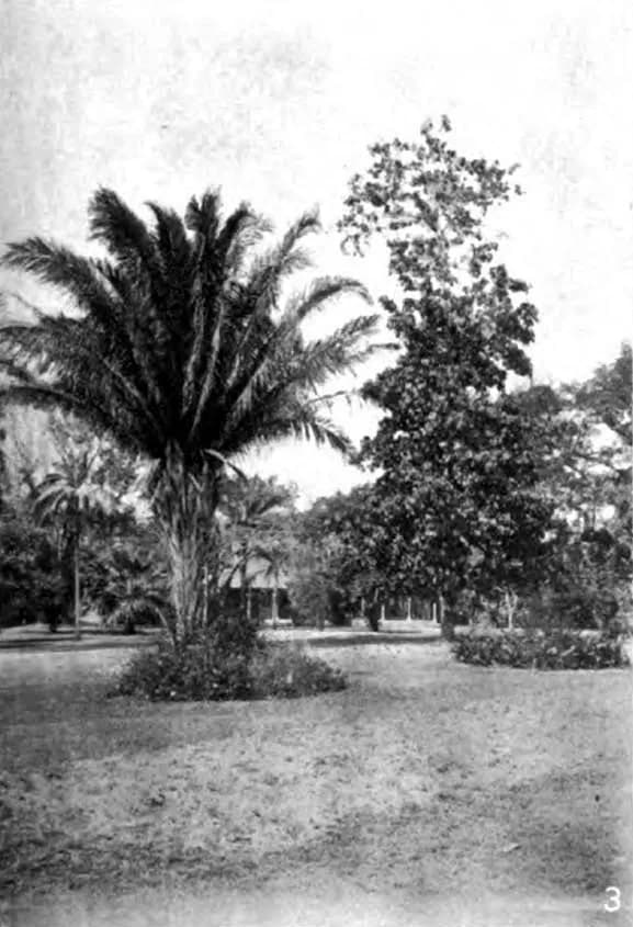 Botanical specimen of Attalea Cohune.