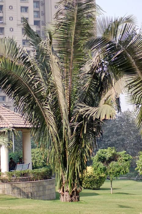 Botanical specimen of Attalea Cohune.