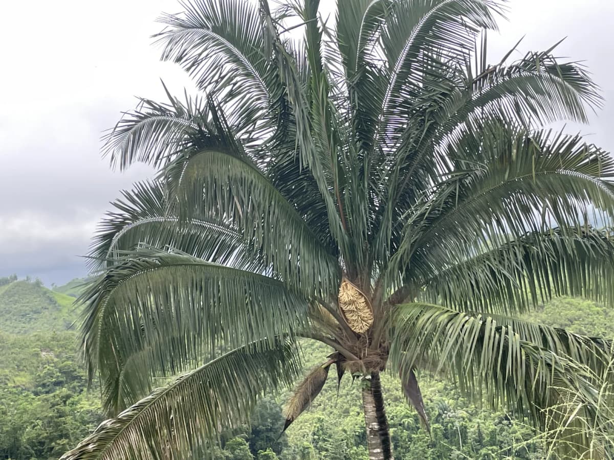 Botanical specimen of Attalea Colenda.
