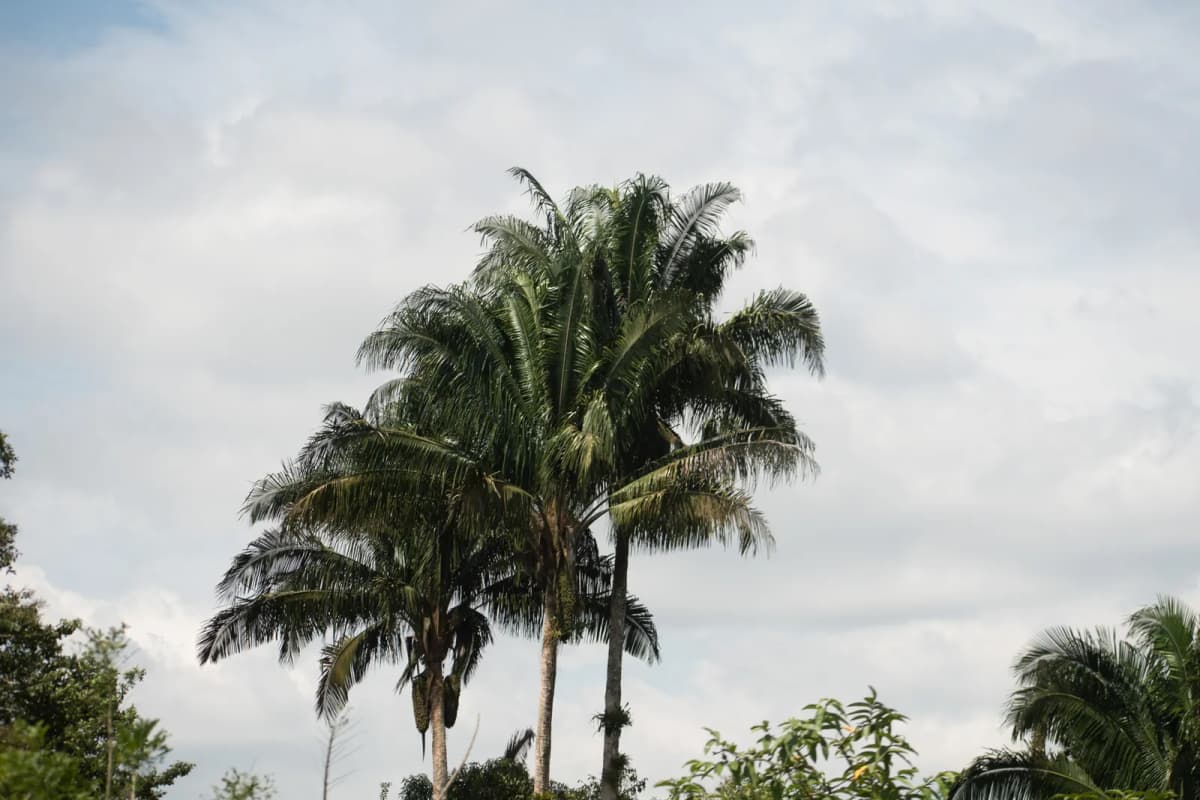 Botanical specimen of Attalea Colenda.