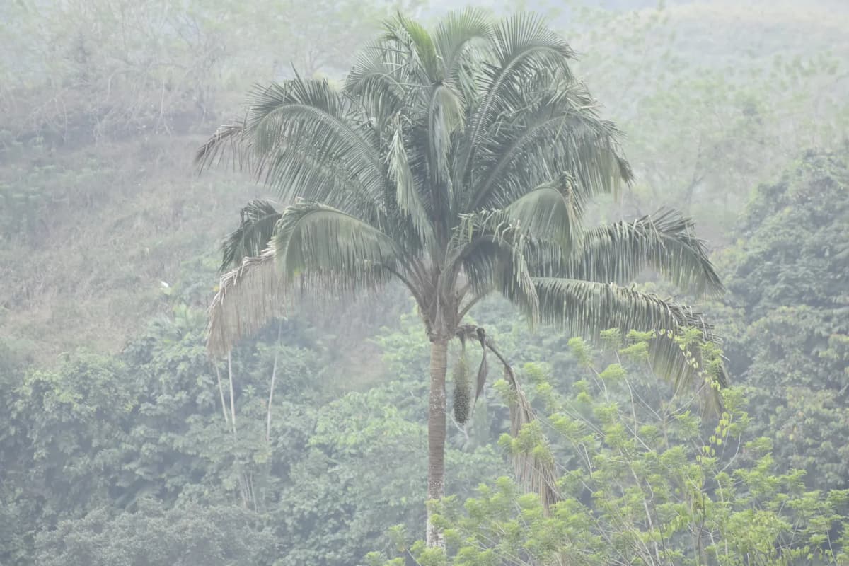 Botanical specimen of Attalea Colenda.