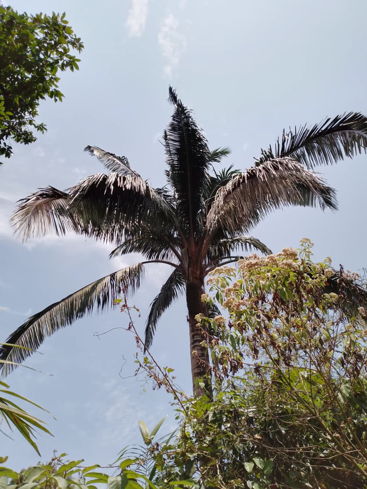 Botanical specimen of Attalea Colenda.