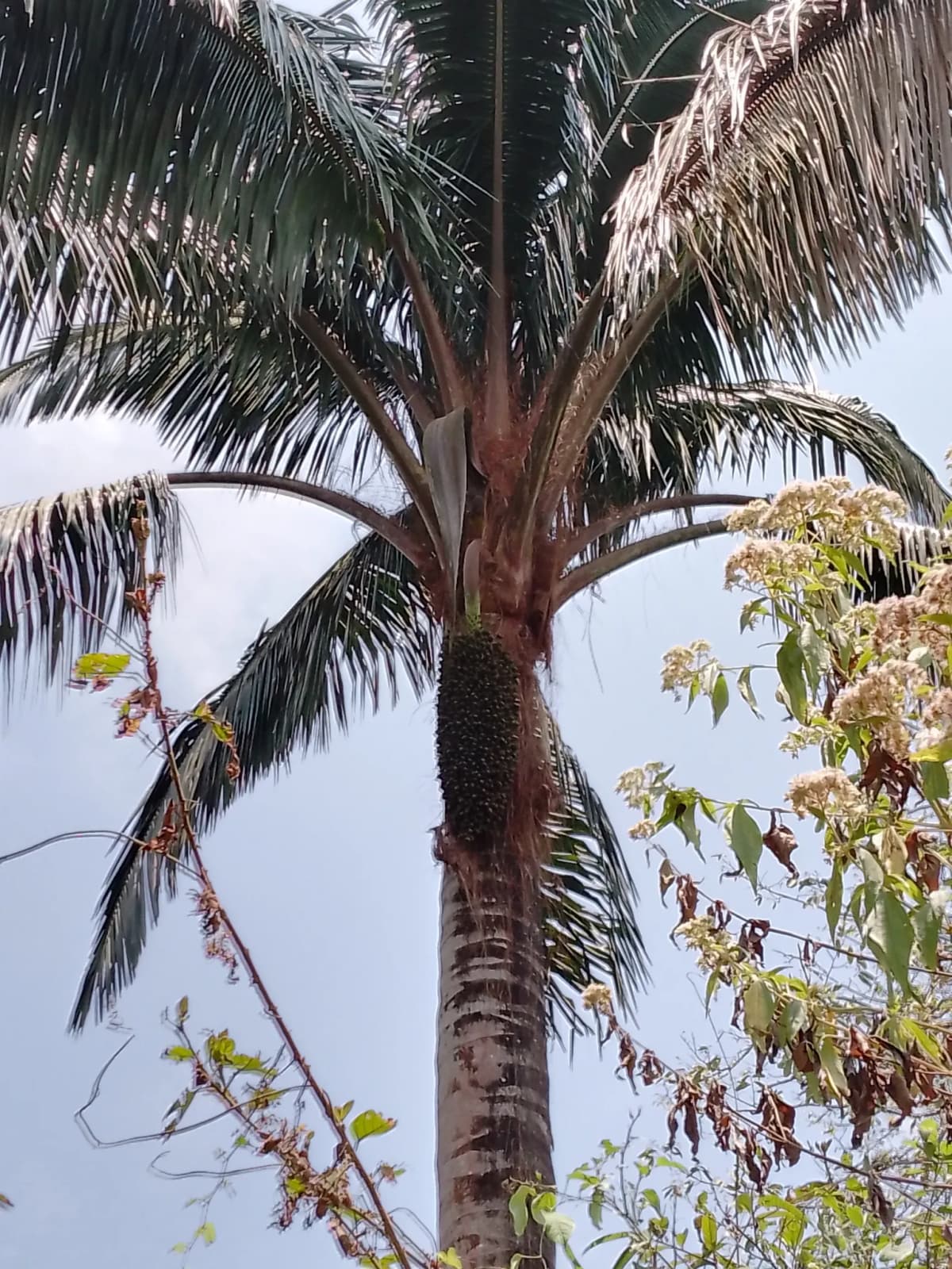 Botanical specimen of Attalea Colenda.