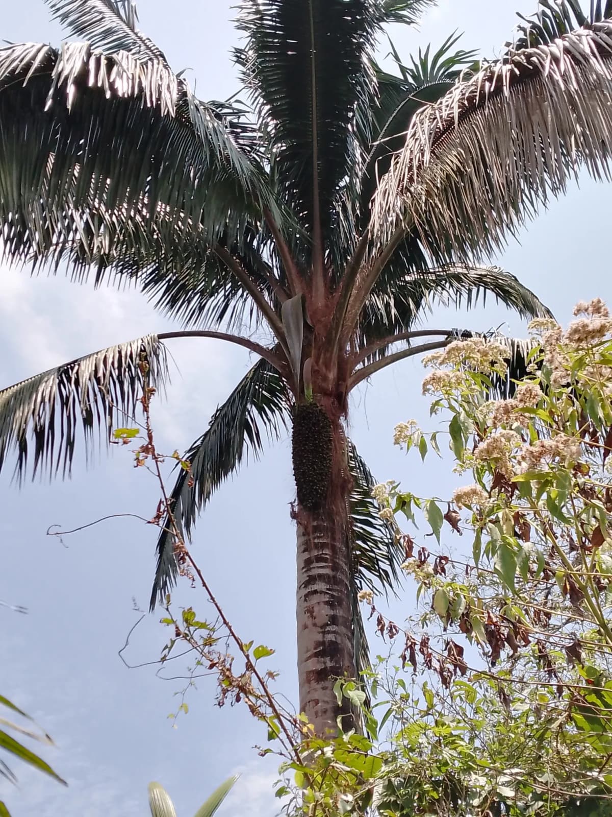 Botanical specimen of Attalea Colenda.