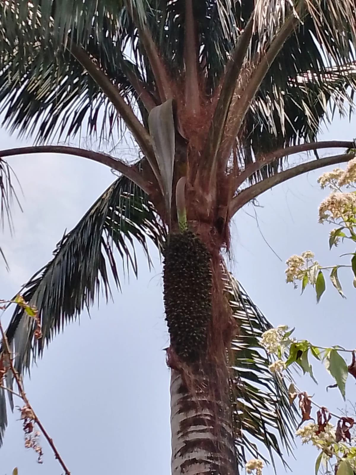 Botanical specimen of Attalea Colenda.