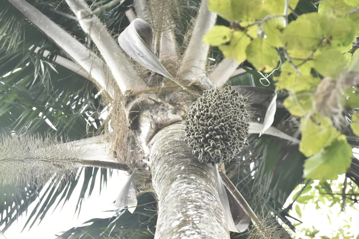 Botanical specimen of Attalea Colenda.