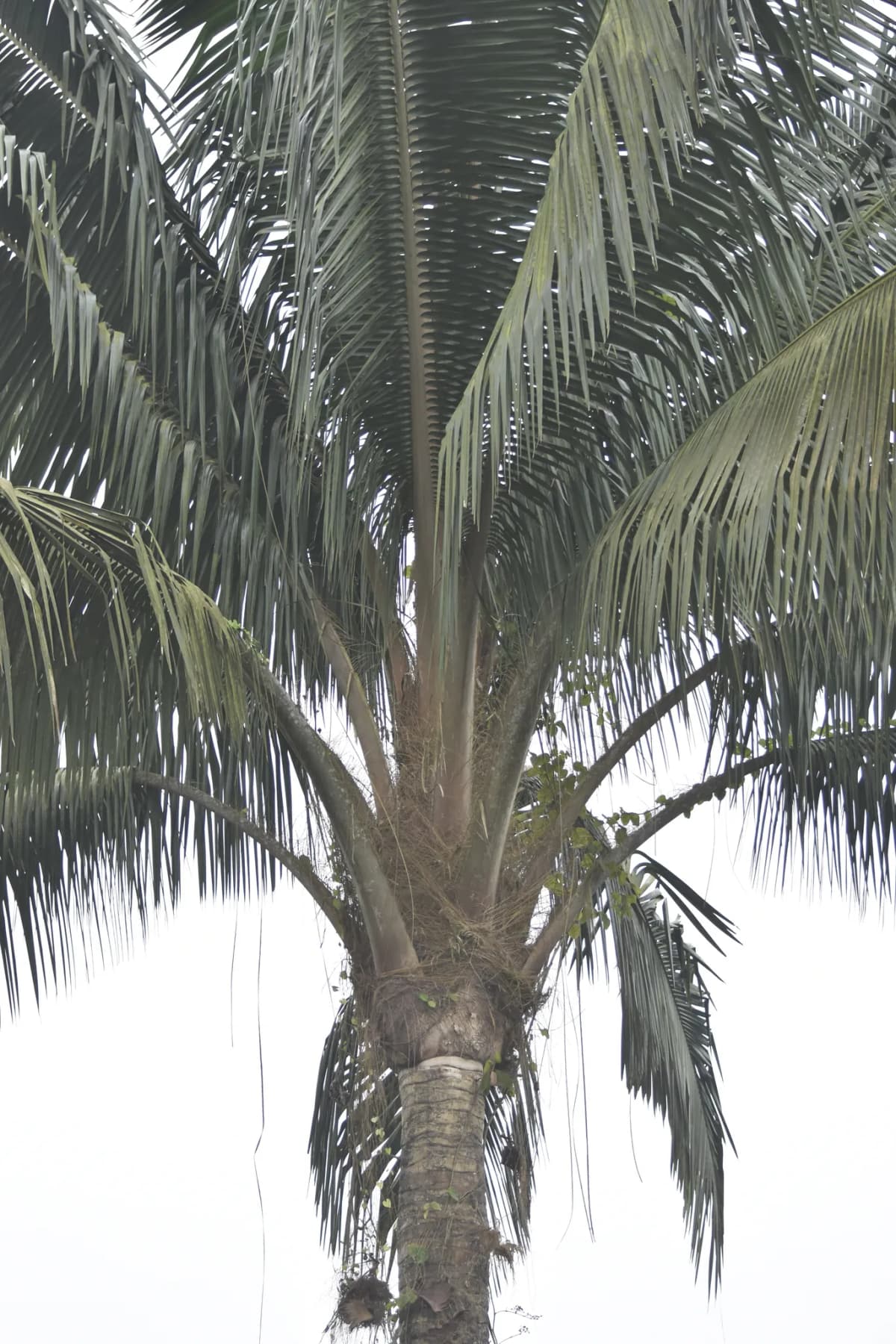 Botanical specimen of Attalea Colenda.