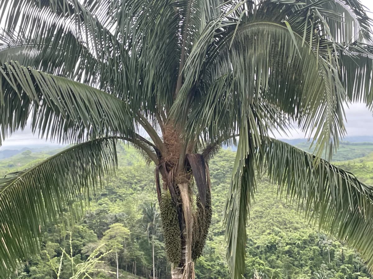 Botanical specimen of Attalea Colenda.