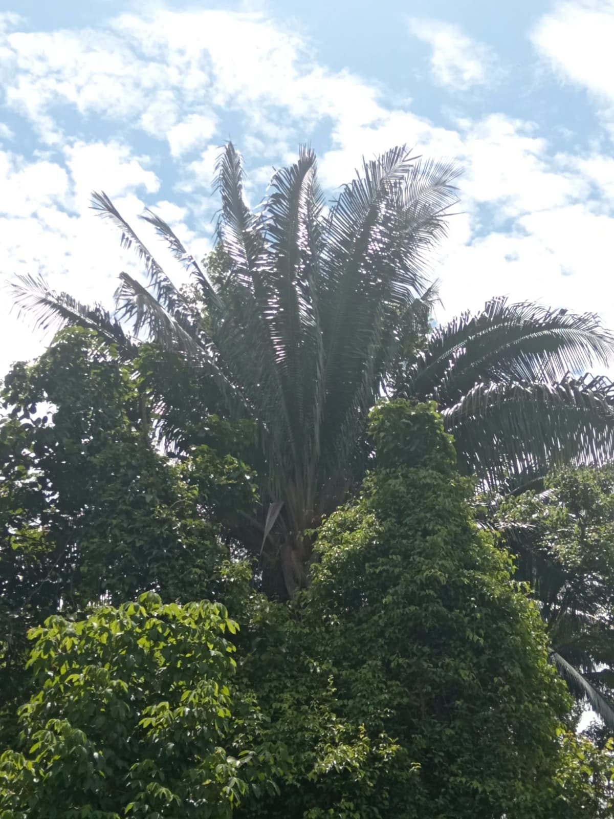 Botanical specimen of Attalea Colenda.