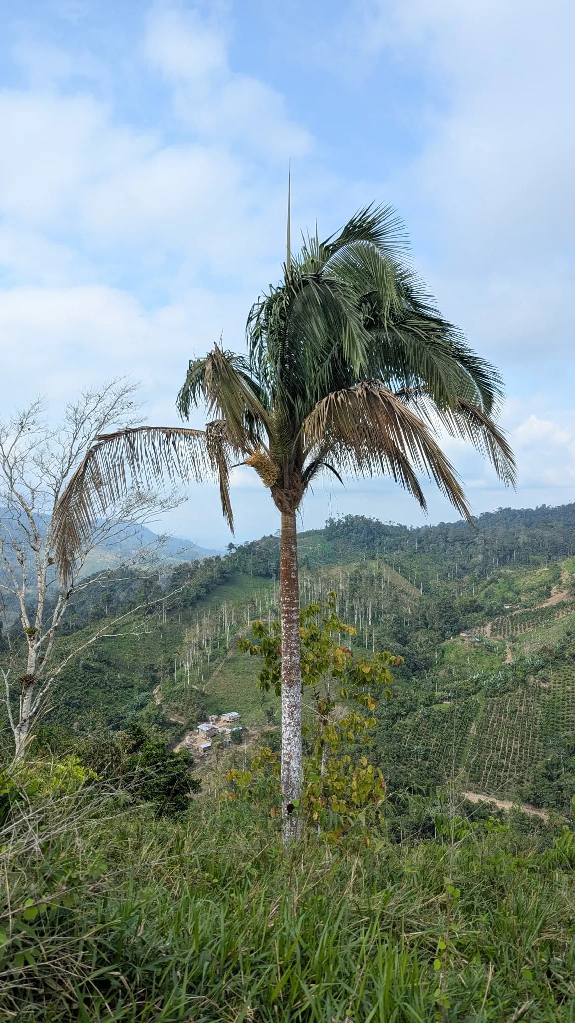 Botanical specimen of Attalea Colenda.