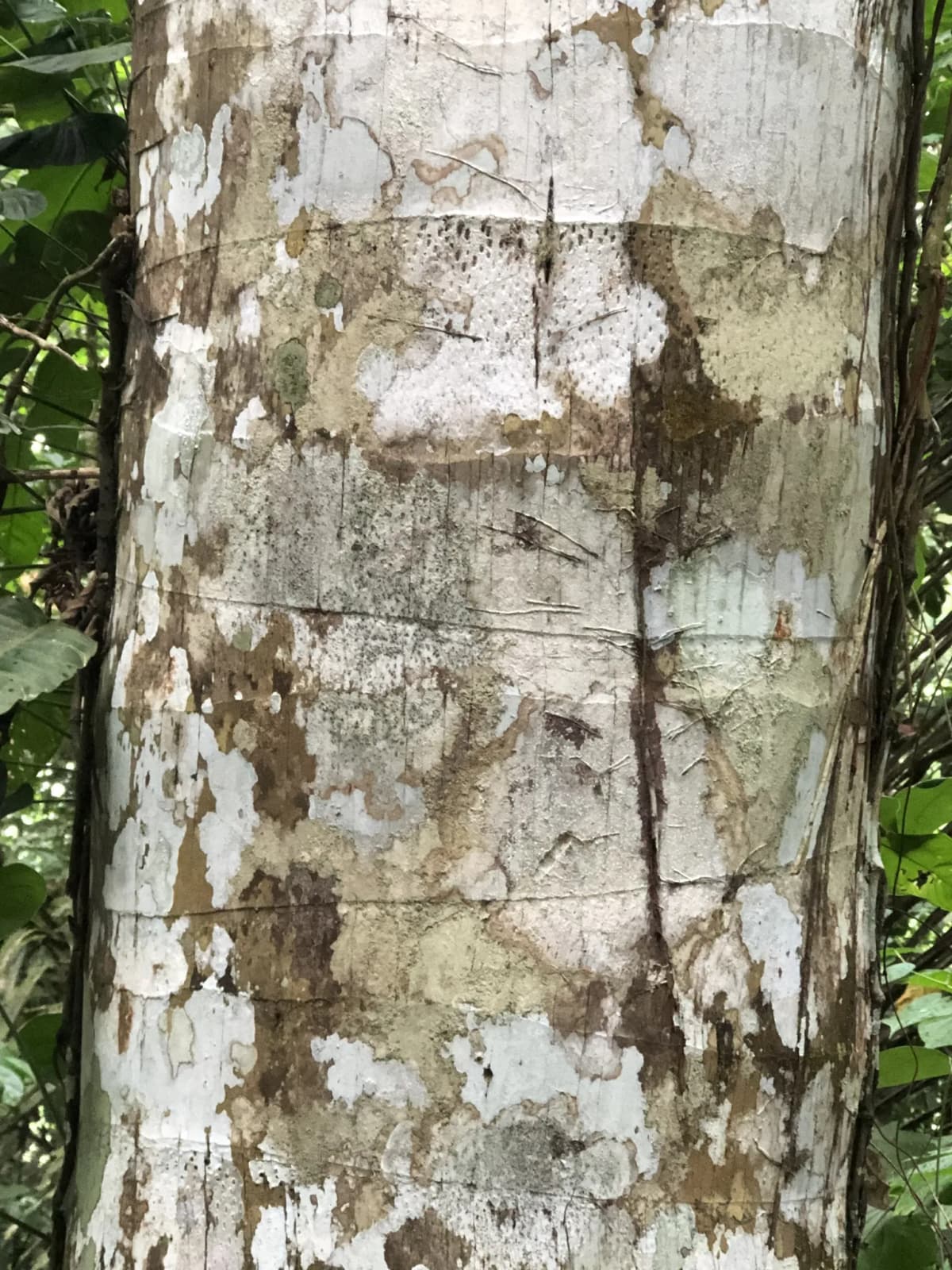 Botanical specimen of Attalea Colenda.