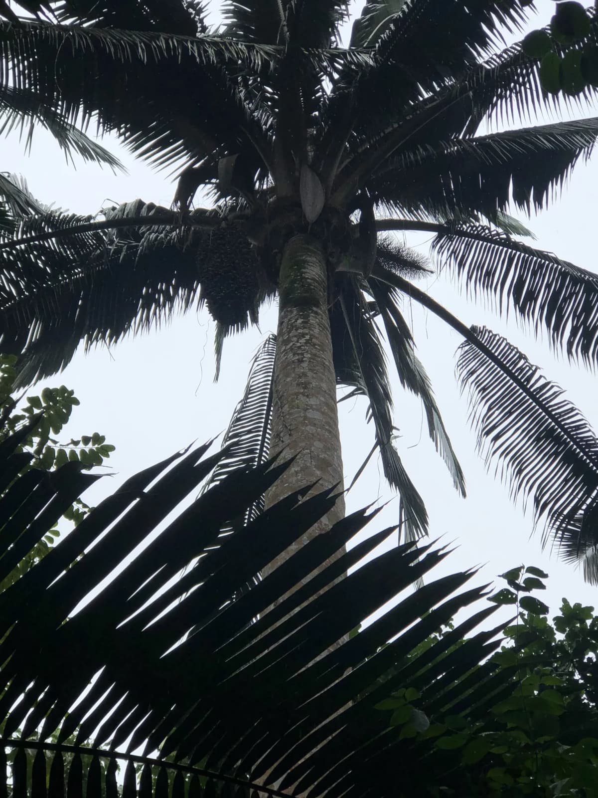 Botanical specimen of Attalea Colenda.
