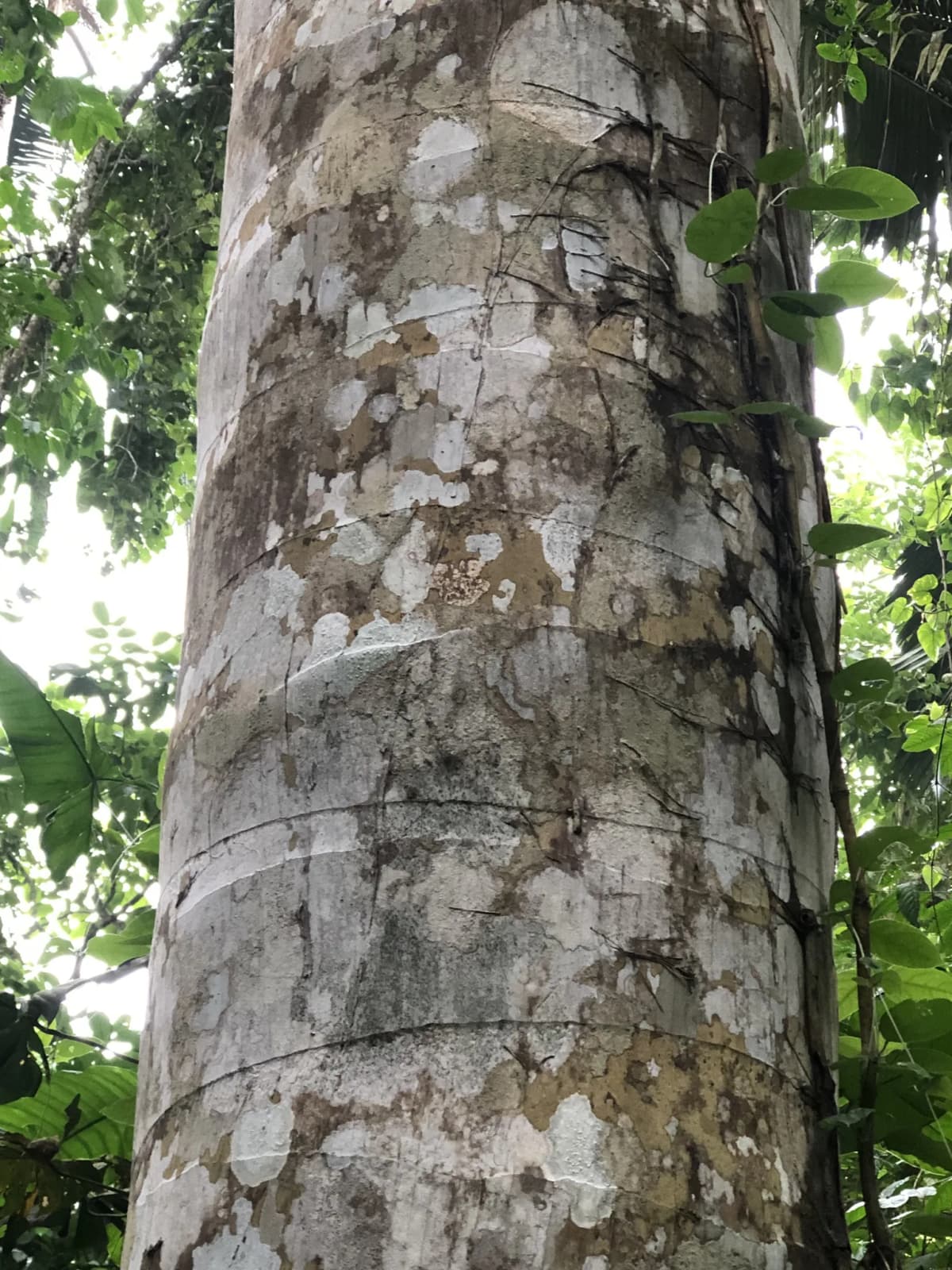 Botanical specimen of Attalea Colenda.