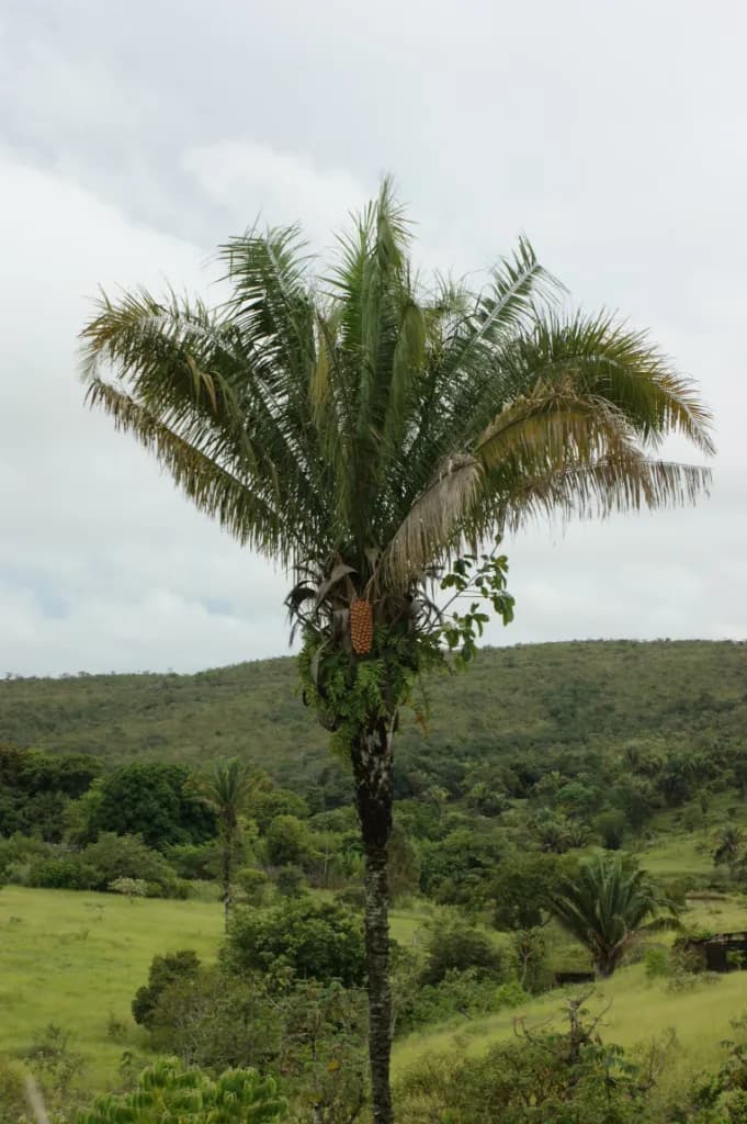 Botanical specimen of Attalea Dubia.