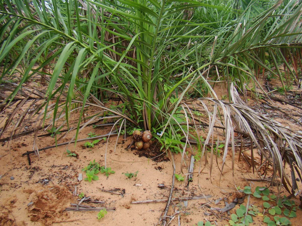 Botanical specimen of Attalea Eichleri.