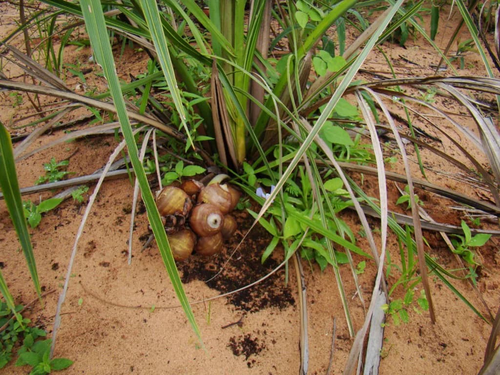 Botanical specimen of Attalea Eichleri.