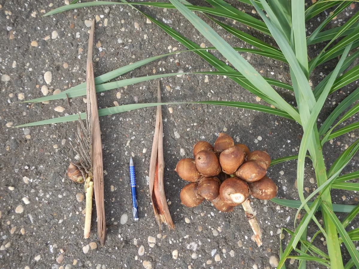 Botanical specimen of Attalea Eichleri.