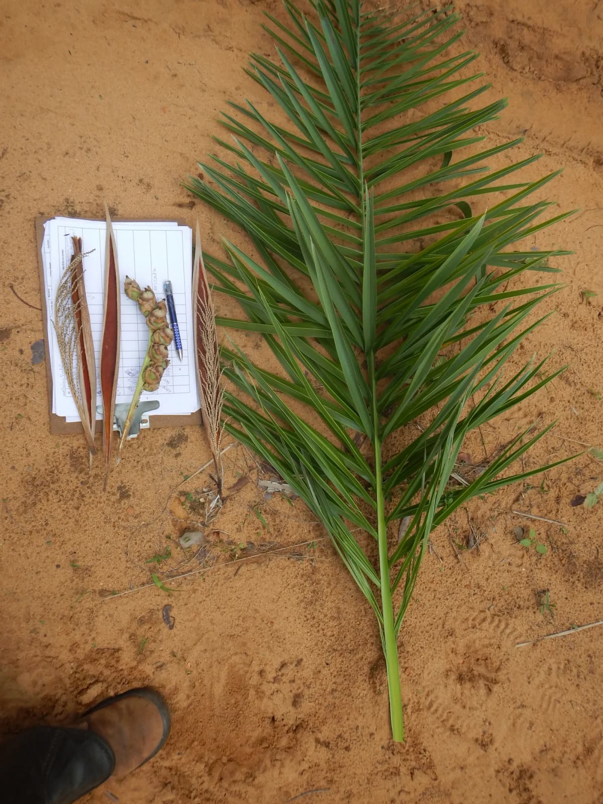 Botanical specimen of Attalea Eichleri.