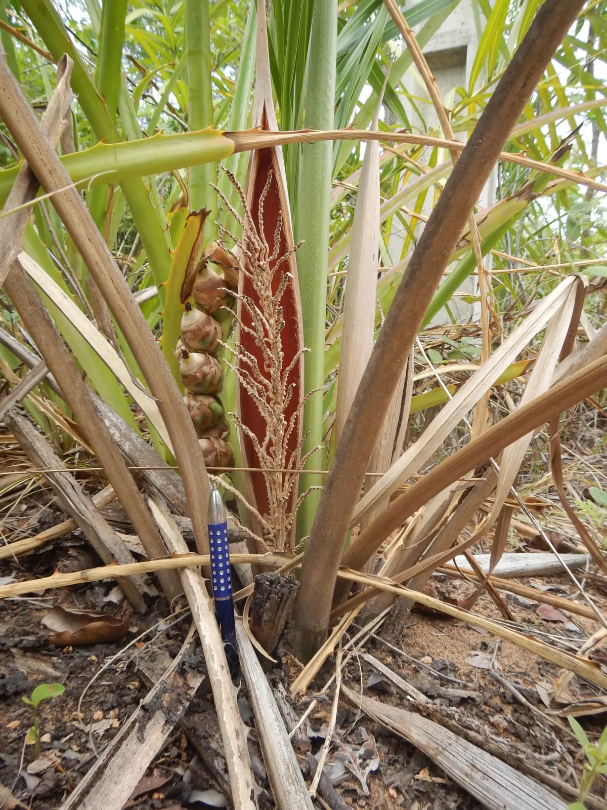 Botanical specimen of Attalea Eichleri.