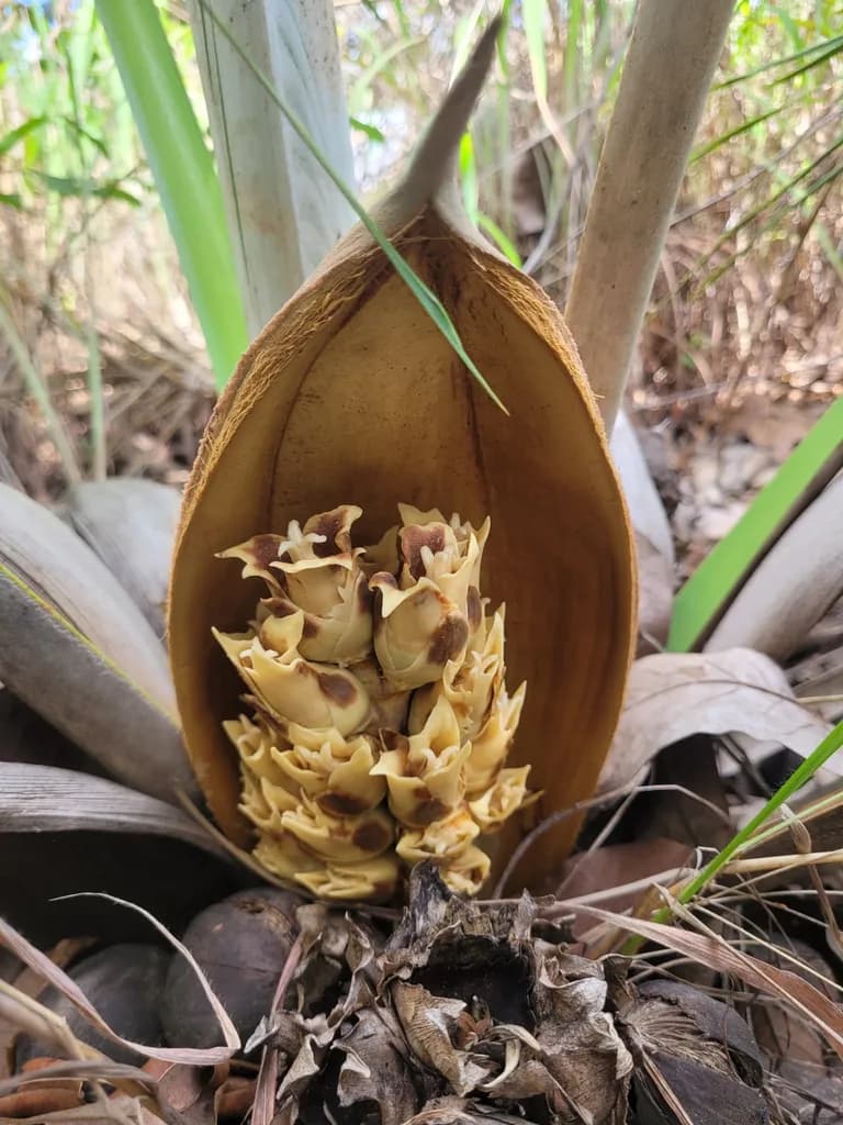 Botanical specimen of Attalea Exigua.