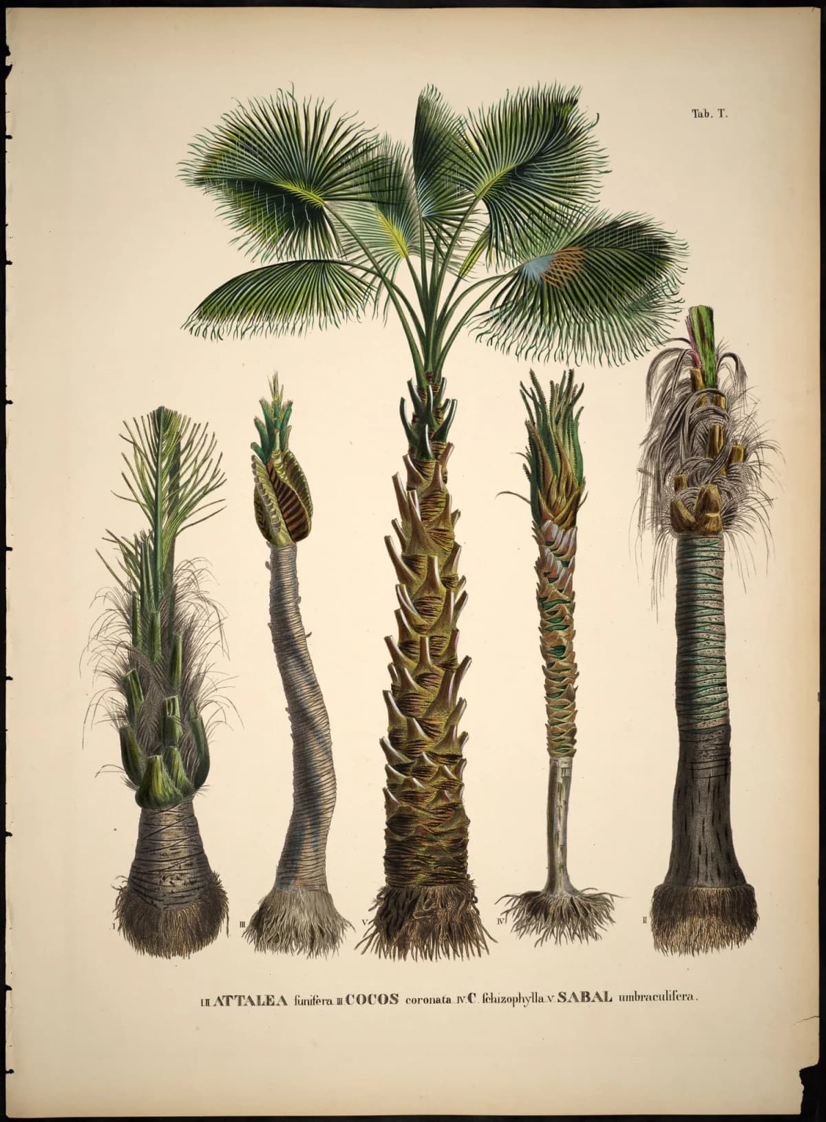 Botanical specimen of Attalea Funifera.