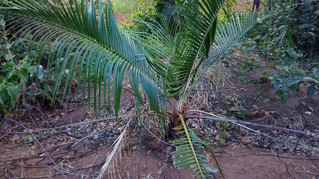 Botanical specimen of Attalea Geraensis.