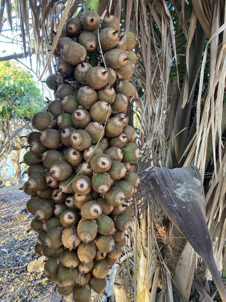 Botanical specimen of Attalea Guacuyule.