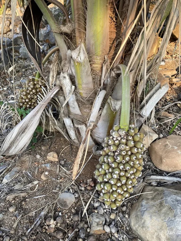 Botanical specimen of Attalea Guacuyule.