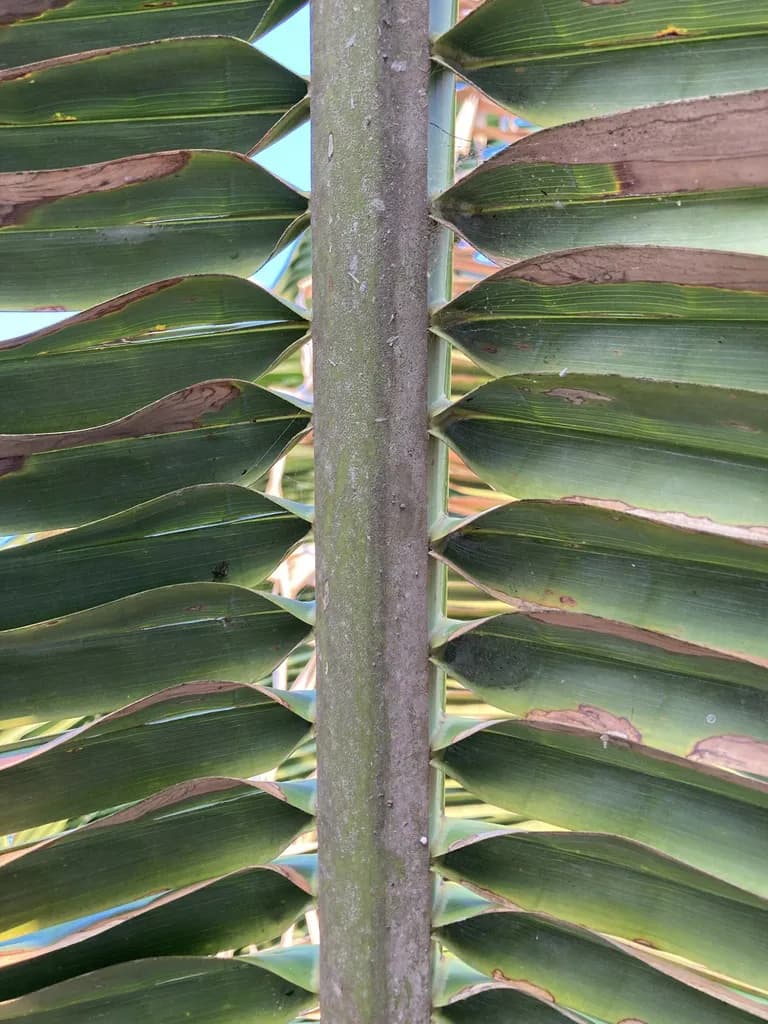 Botanical specimen of Attalea Guacuyule.