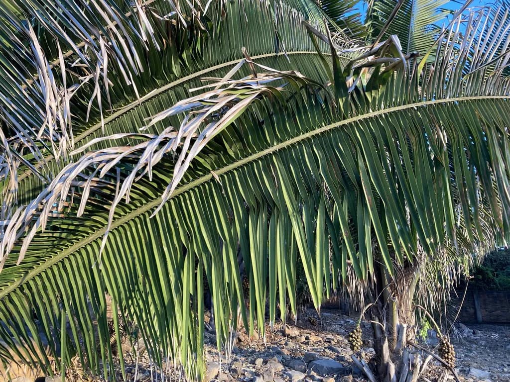 Botanical specimen of Attalea Guacuyule.