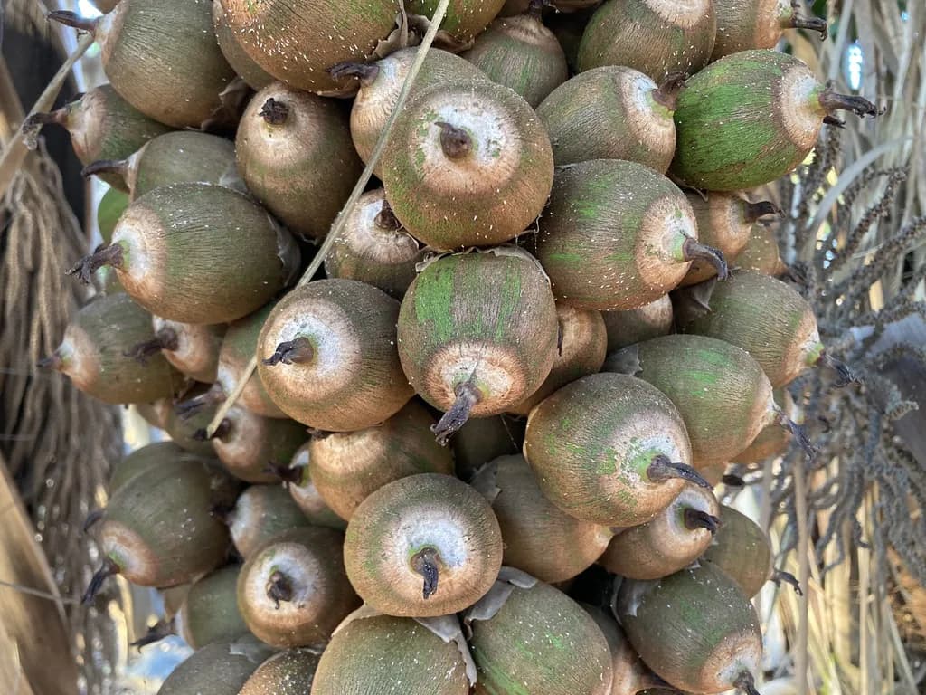 Botanical specimen of Attalea Guacuyule.