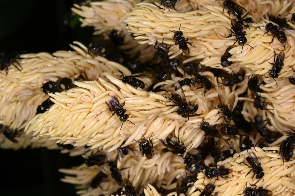 Botanical specimen of Attalea Guianensis.