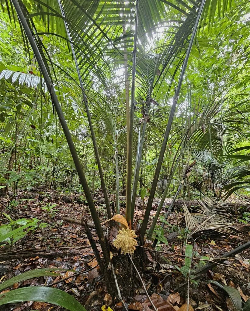 Botanical specimen of Attalea Guianensis.