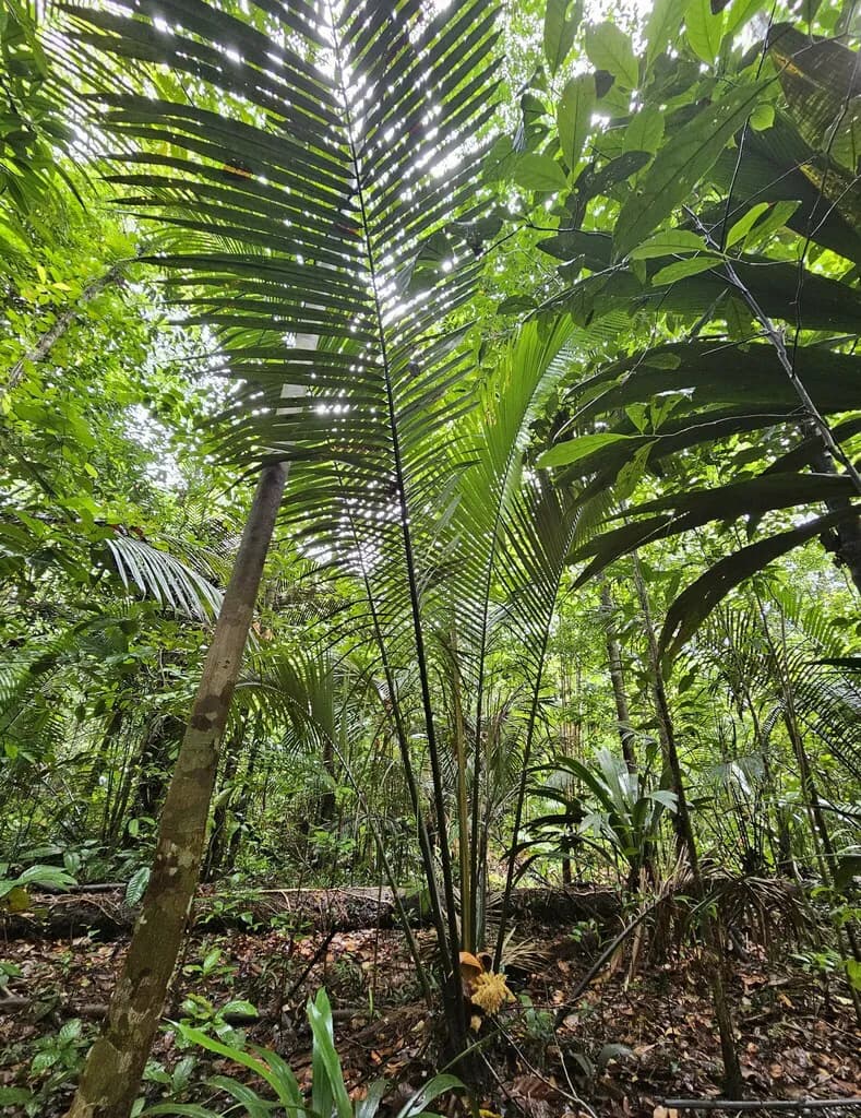 Botanical specimen of Attalea Guianensis.