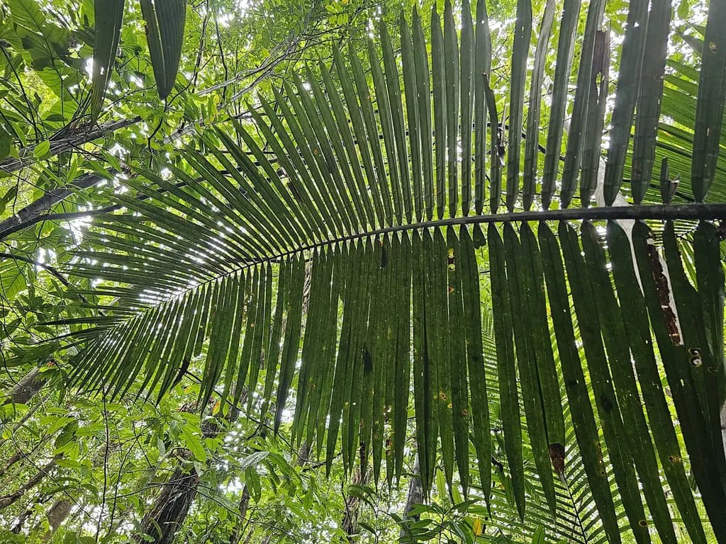 Botanical specimen of Attalea Guianensis.