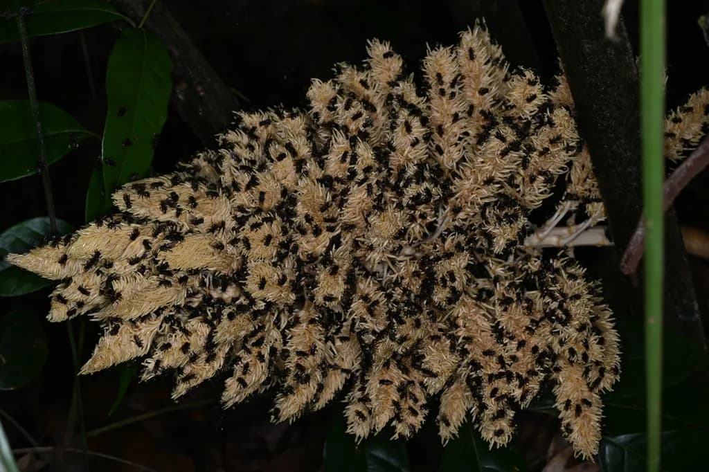 Botanical specimen of Attalea Guianensis.