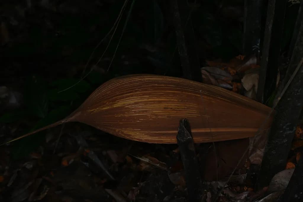 Botanical specimen of Attalea Guianensis.