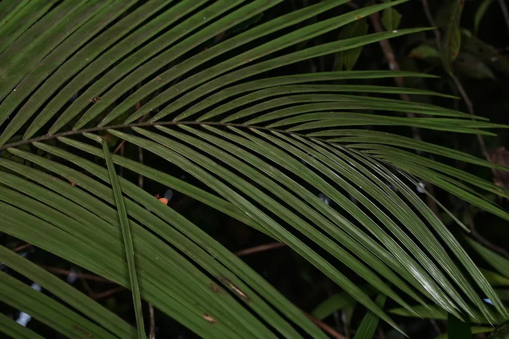 Botanical specimen of Attalea Guianensis.