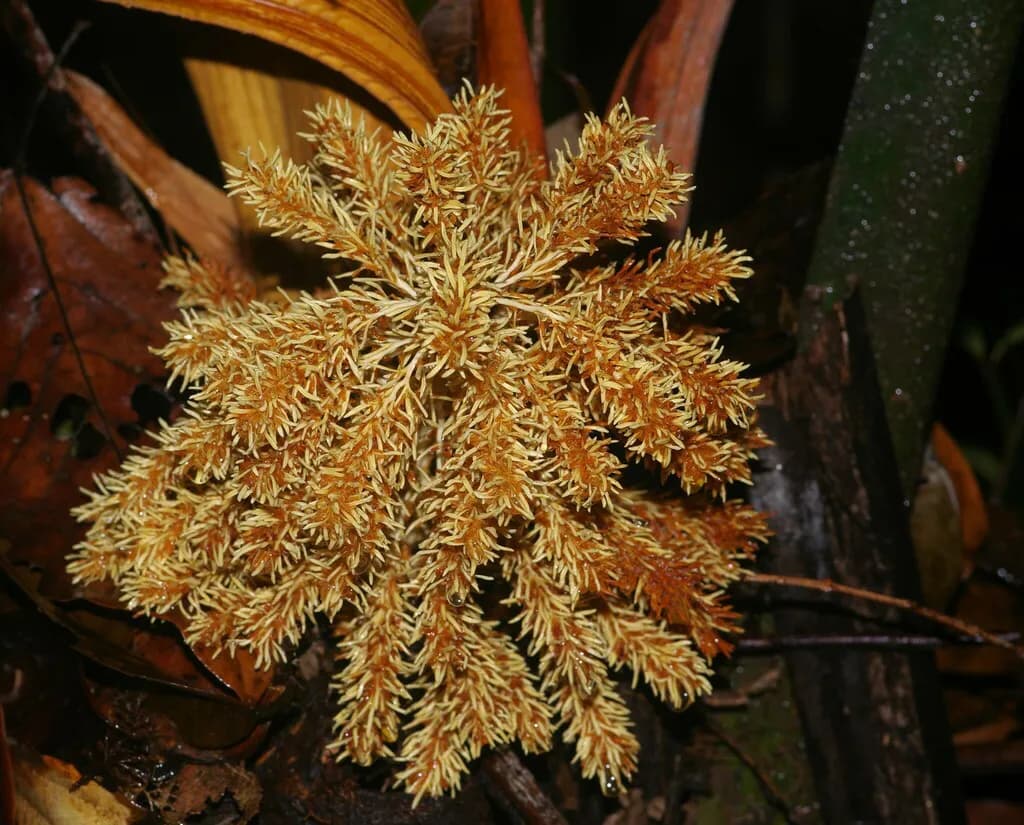 Botanical specimen of Attalea Guianensis.