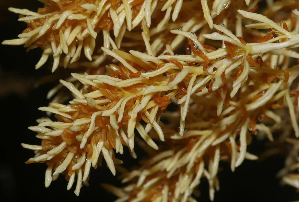 Botanical specimen of Attalea Guianensis.