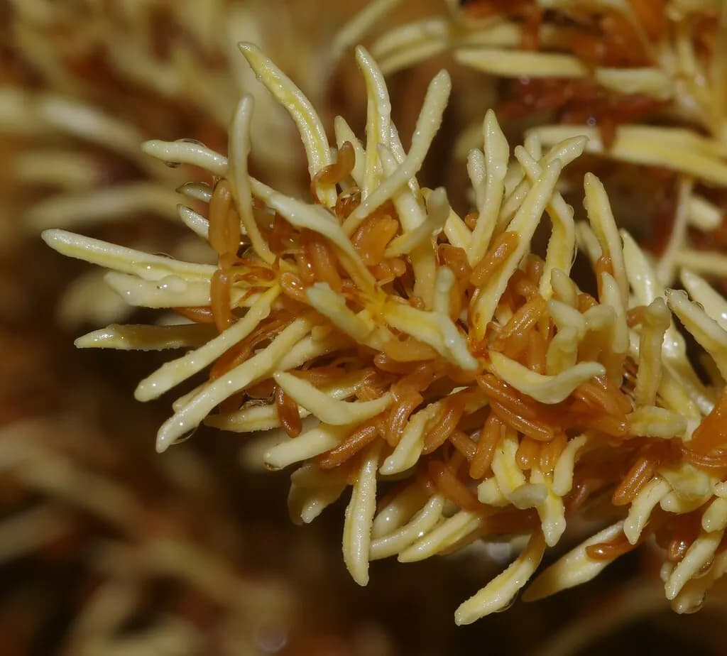 Botanical specimen of Attalea Guianensis.