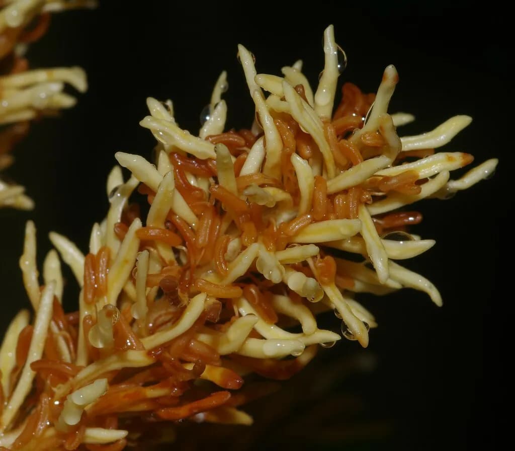 Botanical specimen of Attalea Guianensis.