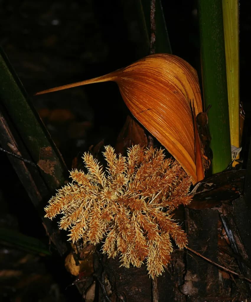 Botanical specimen of Attalea Guianensis.