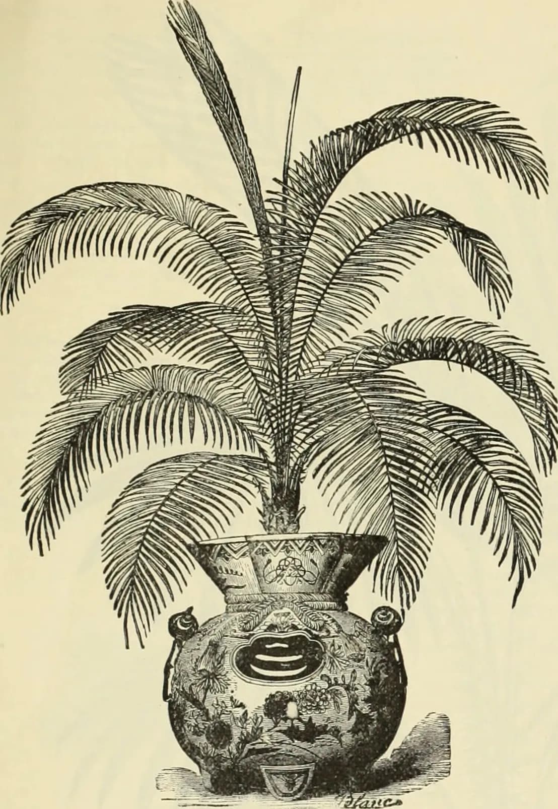 Botanical specimen of Attalea Humilis.